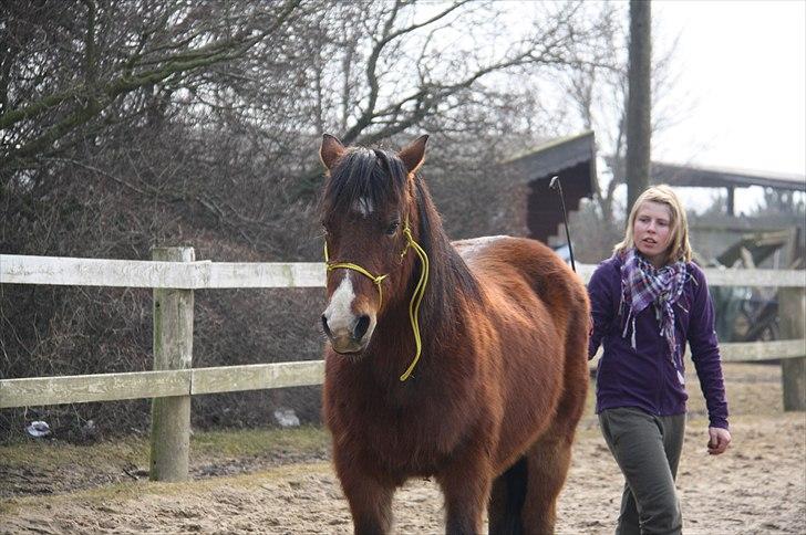 Anden særlig race Sheran - Lidt træning med pisken? :) Foto: Bea billede 14