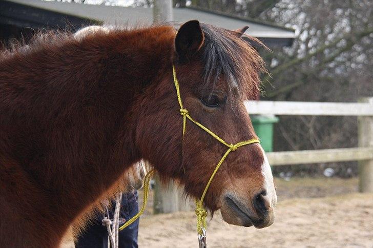 Anden særlig race Sheran - Lidt sød er man da :) Foto: Bea billede 15
