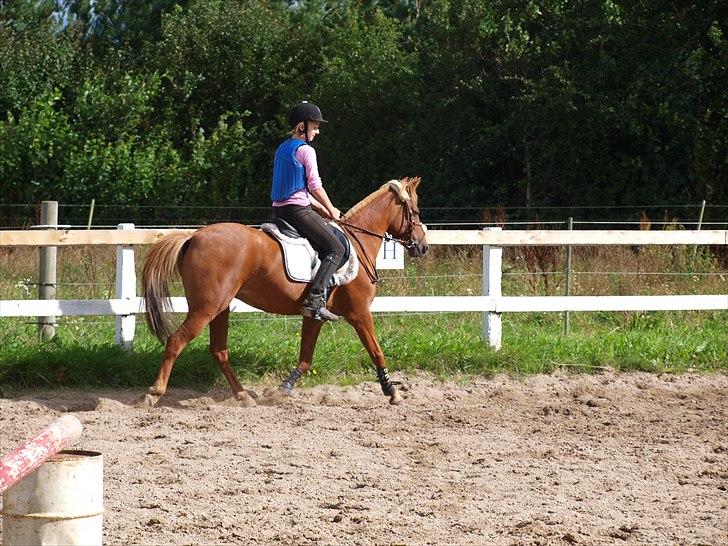 Anden særlig race Ginger, elsket og savnet...<3 - I regret, i regret. Won't you please come back?<3 billede 14