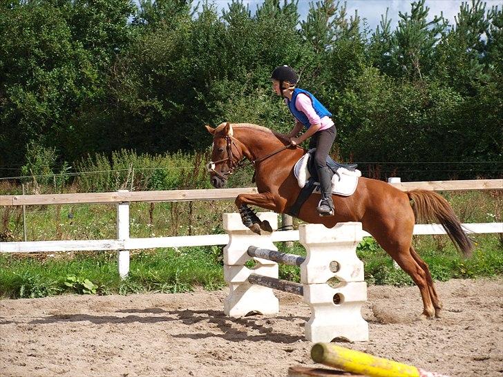 Anden særlig race Ginger, elsket og savnet...<3 - Altius, Citius, Fortius.<3
Med dig kunne jeg alt, min skat.<3 billede 15