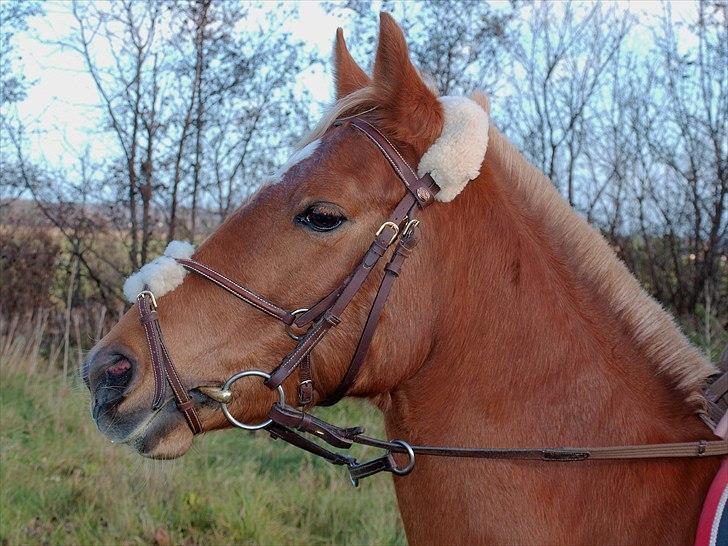 Anden særlig race Ginger, elsket og savnet...<3 - Even though i'm on my own, i know i'm not alone, because i know your somewhere out there, prayin' that i'll never go.<3 billede 18