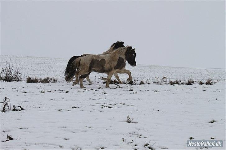 Islænder Gammur fra Hæli - Velkommen(: foto: Camilla N(: billede 1