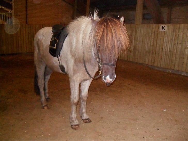 Islænder Gammur fra Hæli billede 2