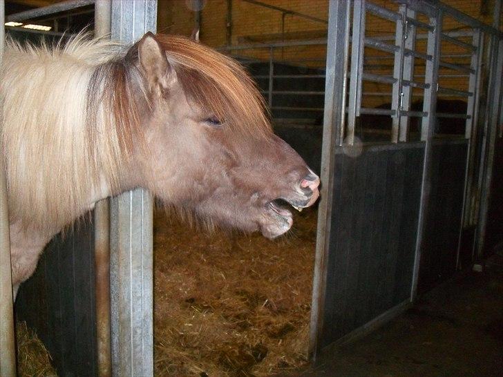 Islænder Gammur fra Hæli billede 3