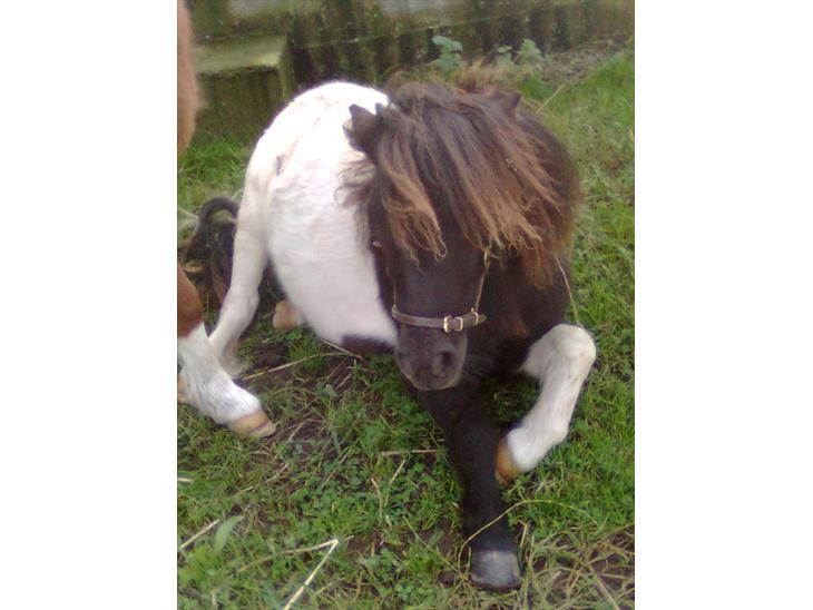 {{currentPhoto.altText}} billede {{currentPhoto.number}}