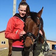 Arabisk fuldblod (OX) A/G´S Perfect Boye OX