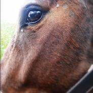 Dansk Varmblod Ballia-Light