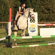 Welsh Pony af Cob-type (sec C) Hesta RIP