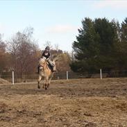 Fjordhest Kastanjegårdens Filur 