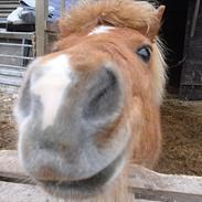 Anden særlig race Brutus (Part/passer)