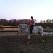 Tysk Sportspony Sneeuwitje (Snehvide) R.I.P