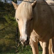 Islænder min gammle hest :(