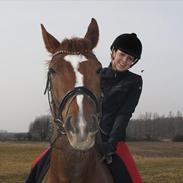 Hannoveraner King Louie - R.I.P. 25.04.2012