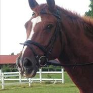 Hannoveraner King Louie - R.I.P. 25.04.2012