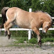 Anden særlig race Tyson