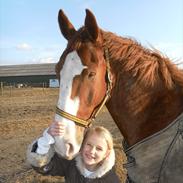 Gelderland Gelle R.I.P