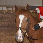 Anden særlig race Cosimo (SOLGT)
