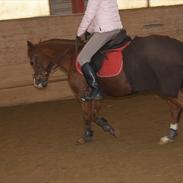 Anden særlig race Cosimo (SOLGT)