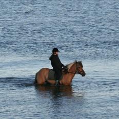 Anden særlig race Flicka *Hvil i fred*