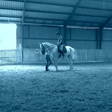 Anden særlig race serina (solgt)