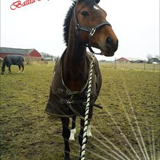 Dansk Varmblod Ballia-Light