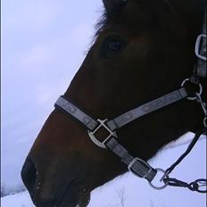 Dansk Varmblod Ballia-Light