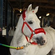 Welsh Pony af Cob-type (sec C) Hesta RIP