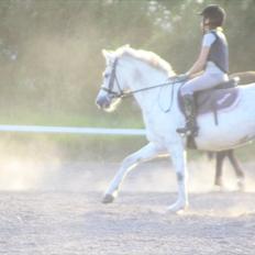 Welsh Pony af Cob-type (sec C) Hesta RIP