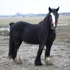 Irish Cob Enyalil (tidl hest)