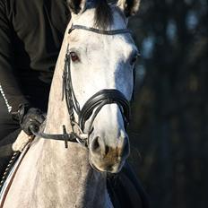 Anden særlig race Helada Plius