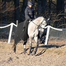 Anden særlig race Helada Plius