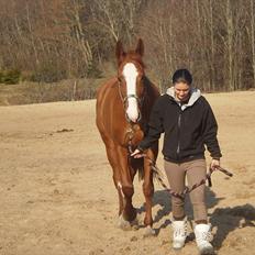 Dansk Varmblod Wenezia (Tulle) R.I.P