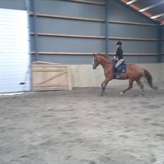 Dansk Varmblod Wenezia (Tulle) R.I.P