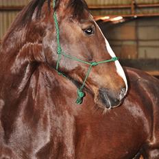 Hollandsk Varmblod Sitera