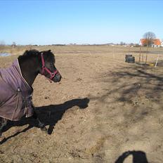 Welsh Pony (sec B) Papaya