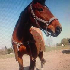 Dansk Varmblod Bellini