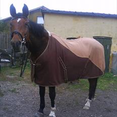 Dansk Varmblod Bellini