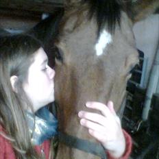 Dansk Varmblod Bellini