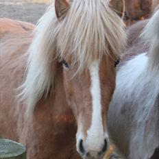 Islænder Álfadis fra Elgådsminde