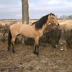 Anden særlig race night 