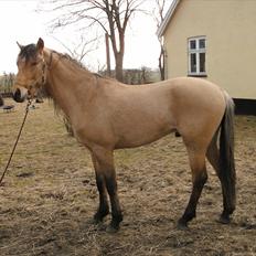 Anden særlig race night 