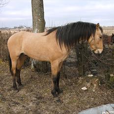 Anden særlig race night 
