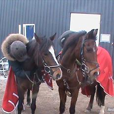 Anden særlig race Toftegårdens Kimbo