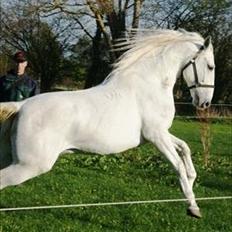 Lipizzaner Donau (Favory XXVIII-55)