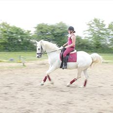 Sportsaraber (A) Kingston *Mindreng*