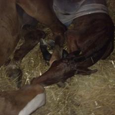 Oldenborg Stald Amour´s Jacuzzi