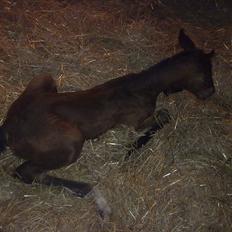 Oldenborg Stald Amour´s Jacuzzi