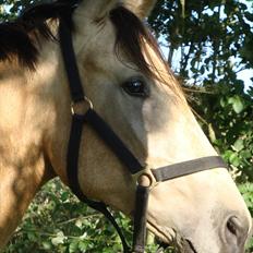 Anden særlig race Camino
