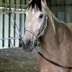 Anden særlig race Camino
