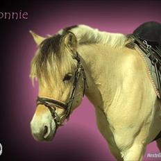 Fjordhest Bonnie (Solgt)